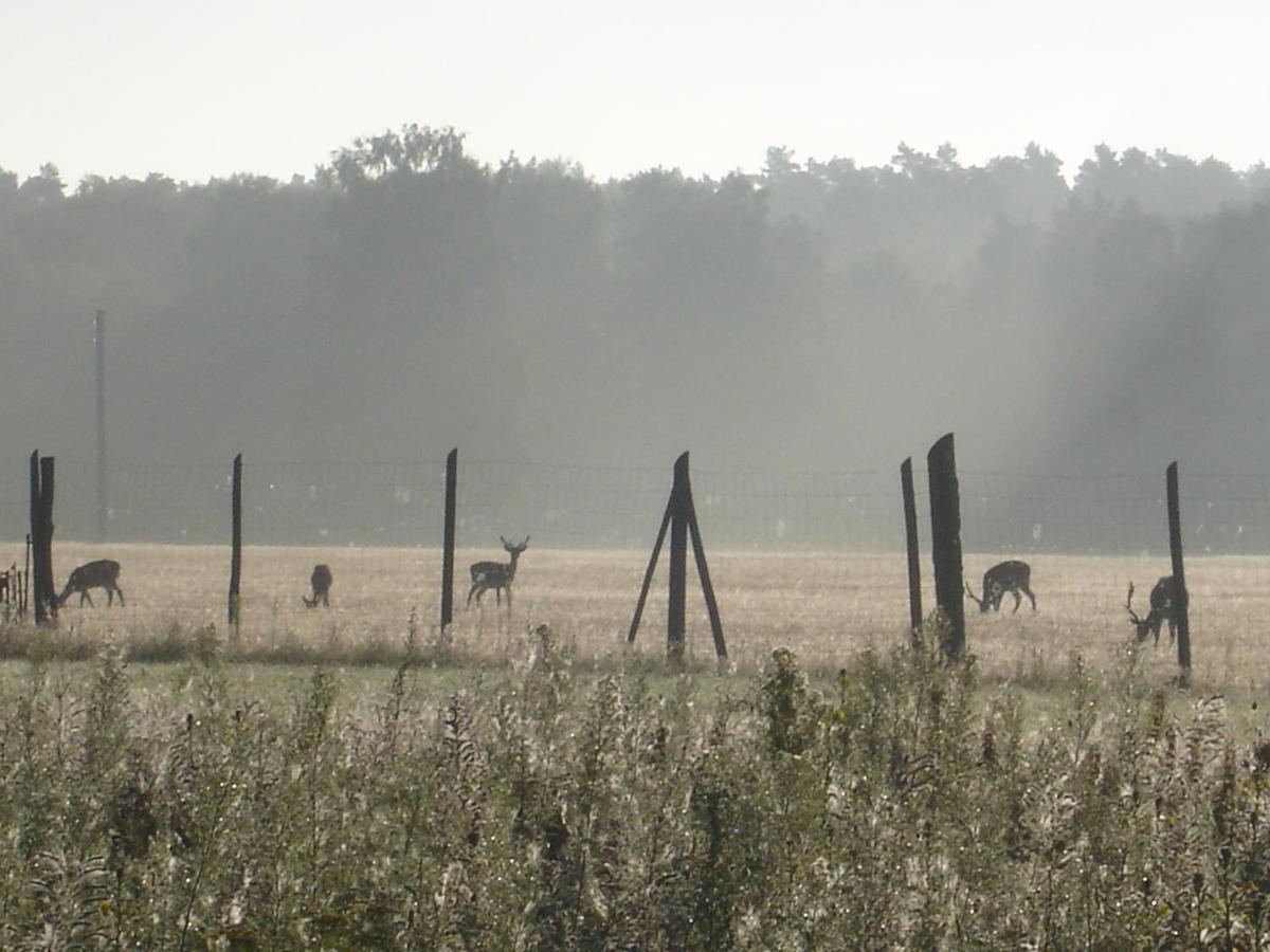 Ferienwohnung 1 Im Landhaus Am Wildpark Boek Exteriör bild